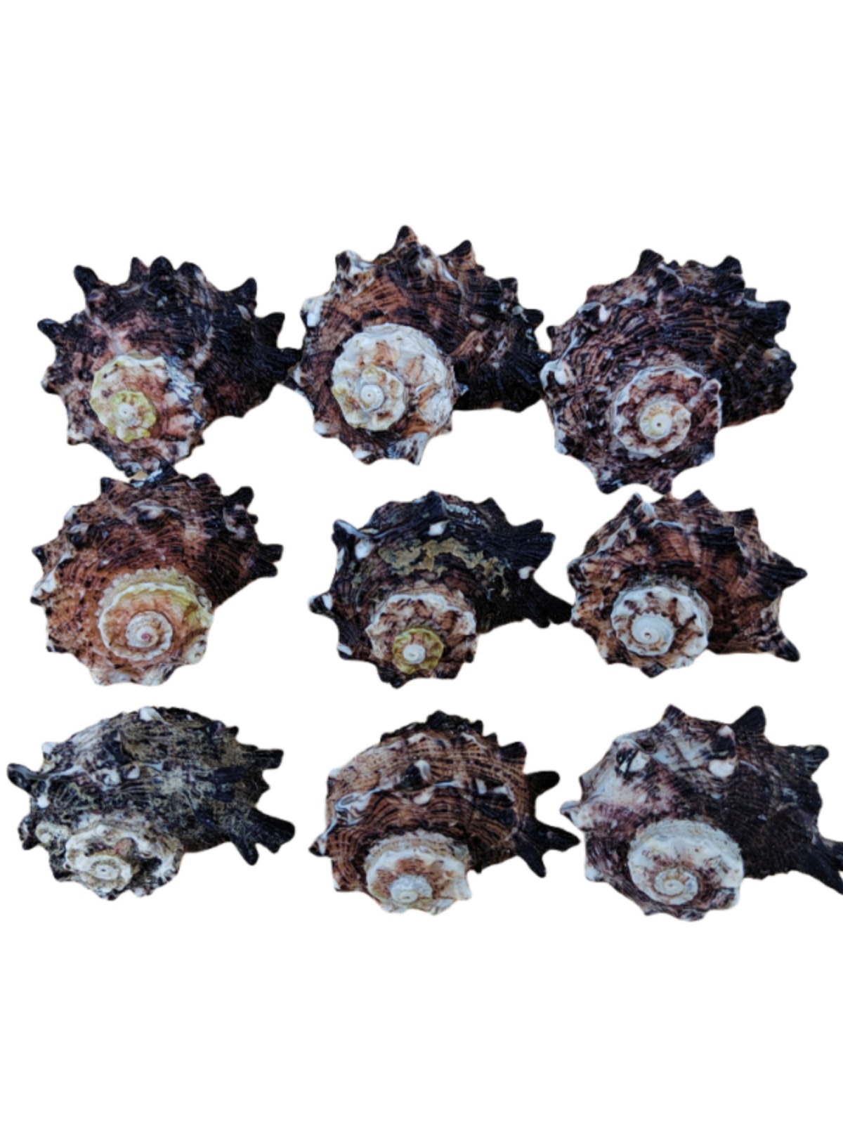 Natural Crown-of-Thorns Conch, - Equestrian Helmet recension och pris