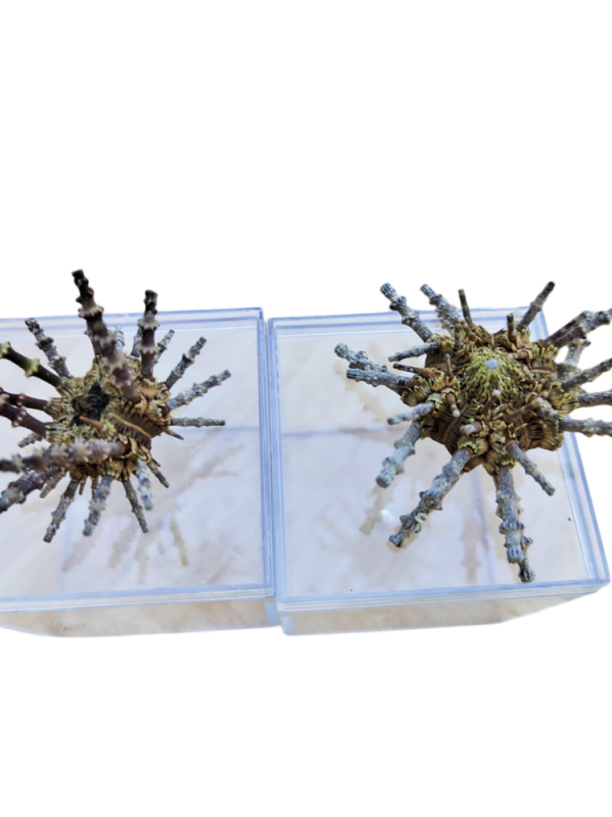 Natural Crown-of-Thorns Conch, - Equestrian Helmet recension och pris