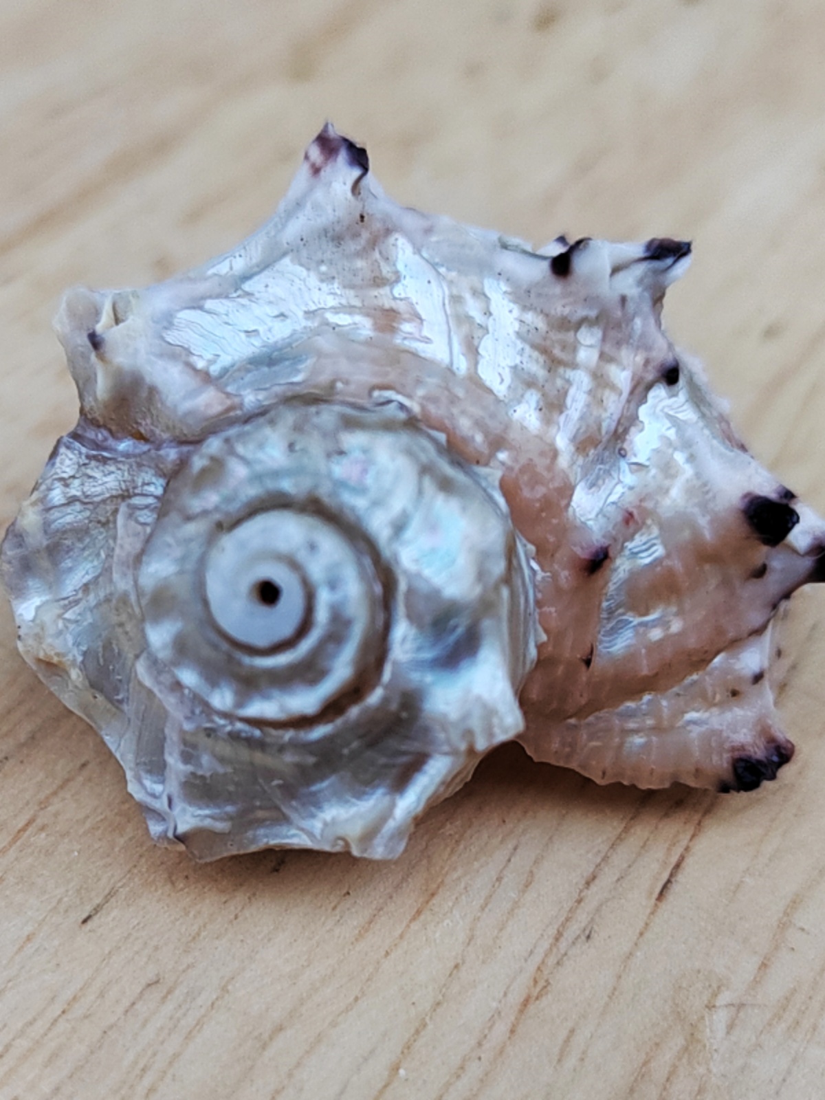 Natural Crown-of-Thorns Conch, - Equestrian Helmet recension och pris